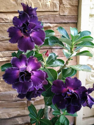 greenhousestore Adenium Plant(Hybrid, Pack of 1)