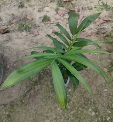 Oxygreenplant Areca Plam(Hybrid, Pack of 1)