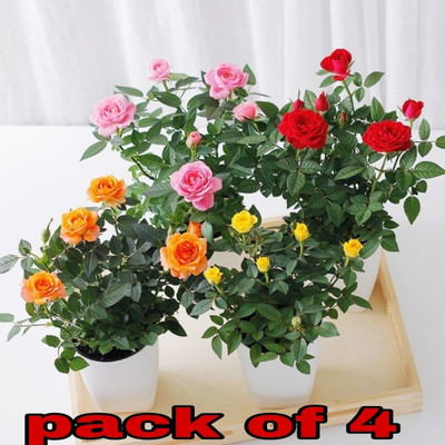 SKDIYA Rose Plant(Hybrid, Pack of 1)