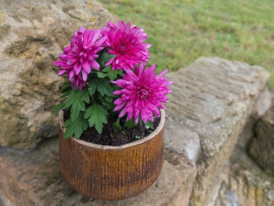 ABEFARIYA Chrysanthemums/ Guldavari Plant(Hybrid, Pack of 1)