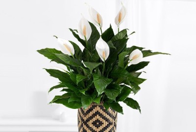 ONLINE PLANT BAZAR Peace Lily Plant(Hybrid, Pack of 1)