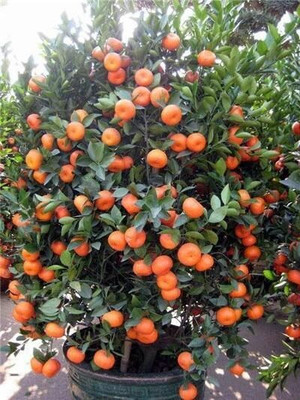 the green dotcom Orange Plant(Hybrid, Pack of 1)
