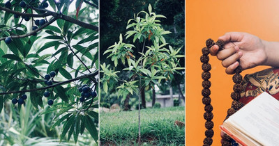GreenHorizon Rudraksh Live Plant(Hybrid, Pack of 1)