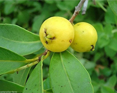 AFARTIOBINA Guava Plant(Hybrid, Pack of 1)