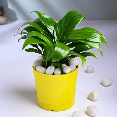 Floweraura Peace Lily Plant(Hybrid, Pack of 1)