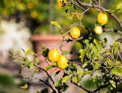 MAMONI TRADERS Lemon Plant(Hybrid, Pack of 1)