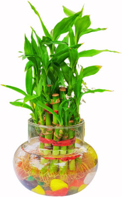 AVR Happiness inhouse Two Layer Bamboo Plant(Pack of 1)
