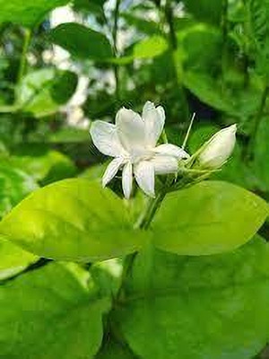 GreenyOn Jasmine Plant(Hybrid, Pack of 1)