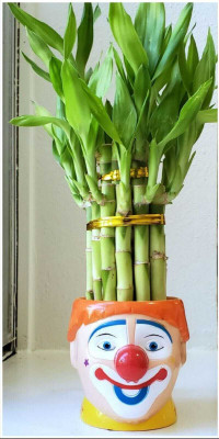 ARYAN EVERGREEN Two Layer Bamboo Plant(Hybrid, Pack of 1)
