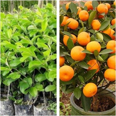 Cloud Farm Orange Plant(Hybrid, Pack of 2)