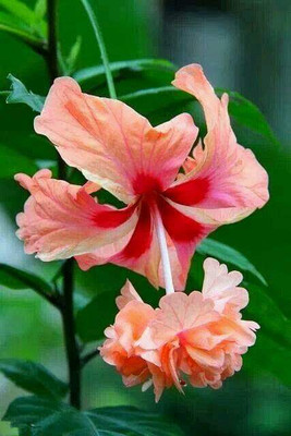 Joba Hibiscus Plant(Hybrid, Pack of 1)