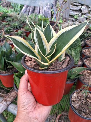 Sikkim Flora Snake Plant(Pack of 1)