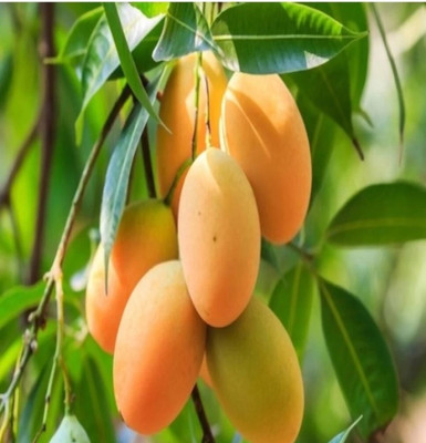 Krishna all time mango plant Mango Plant(Hybrid, Pack of 2)