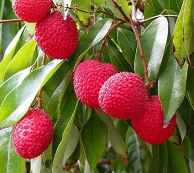 Cloud Farm Litchi Plant(Hybrid, Pack of 1)