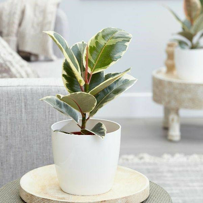 Cloud Farm Rubber Tree(Hybrid, Pack of 1)