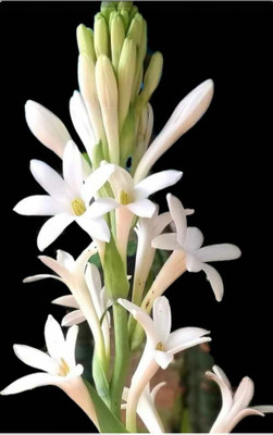 BDSresolve tuberose plant/Tuberose flower seeds 7 Seed(7 per packet)