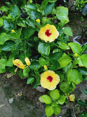 Nurseryfriend Java Moss Coconut Cave(Hybrid, Pack of 1)