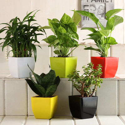 GREENLEAFS Money Plant(Pack of 1)