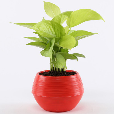 GreenyOn Money Plant(Hybrid, Pack of 1)