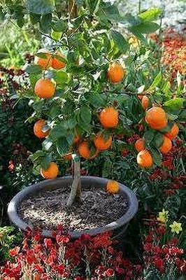 Nurseryfriend Lemon Plant(Hybrid, Pack of 1)