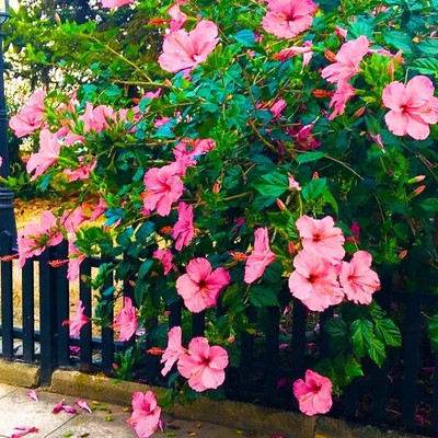 NATURESNURSERYY Hibiscus Plant(Hybrid, Pack of 1)