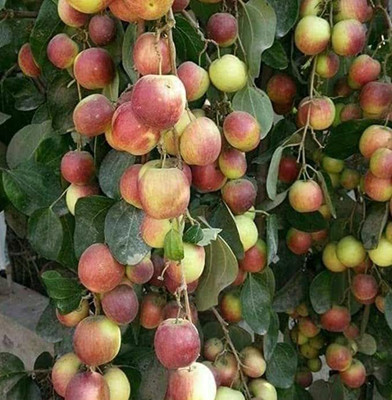 My Dream Nursery Ber Apple Plant(Hybrid, Pack of 1)