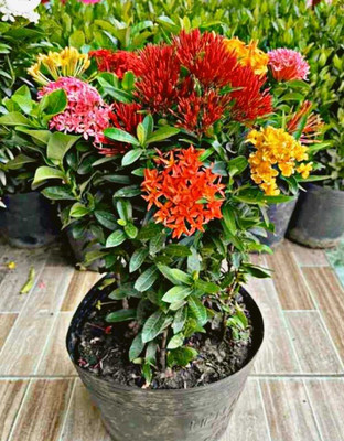 YourPlant Trothic Ixora/Chethi Plant(Hybrid, Pack of 1)