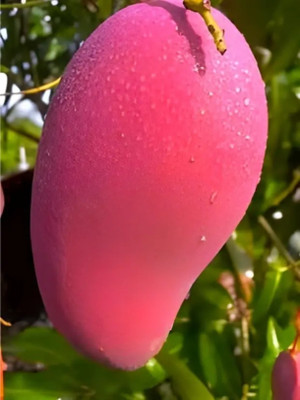Cloud Farm Mango Plant(Hybrid, Pack of 1)