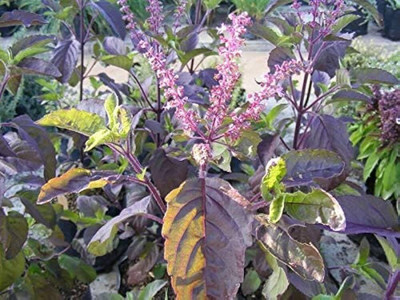 AFARTIOBINA Tulsi Plant(Hybrid, Pack of 1)