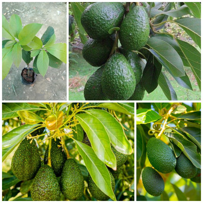 Cloud Farm Avocado Plant(Hybrid, Pack of 1)