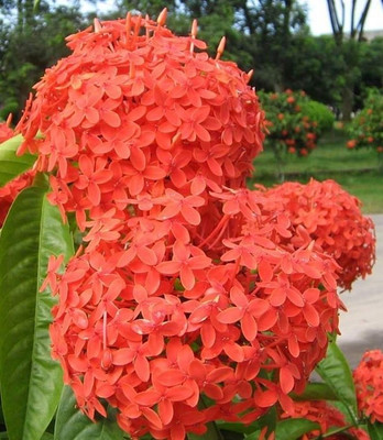 Nurseryfriend Red Sandalwood Plant(Hybrid, Pack of 1)