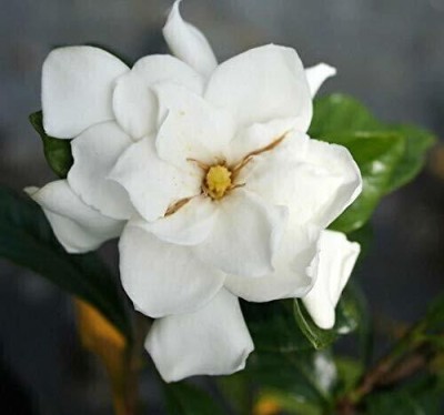 Earth Angels Night Bloom Jasmine Plant(Hybrid, Pack of 1)