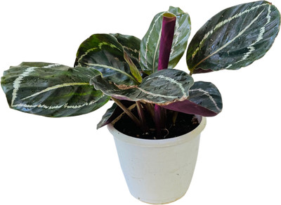 Hug A Plant Calathea Plant(Hybrid, Pack of 1)