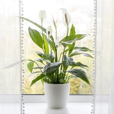 My Dream Nursery Peace Lily Plant(Hybrid, Pack of 1)