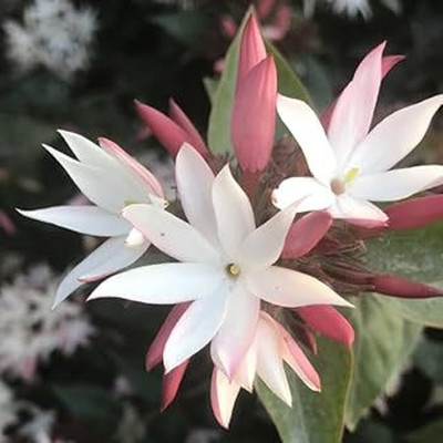 KPBHANDER Jasmine Plant(Hybrid, Pack of 1)