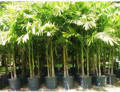 GreenyOn Areca Palm(Hybrid, Pack of 1)