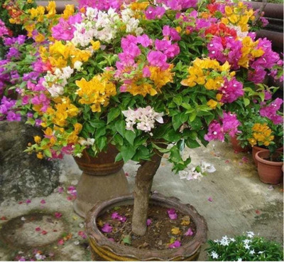 SKDIYA Bougainvillea Plant(Hybrid, Pack of 1)