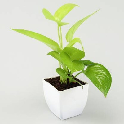 Cloud Farm Two Layer Bamboo Plant(Hybrid, Pack of 1)