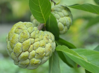 Greenery Nursery Custard Apple Plant(Hybrid, Pack of 1)