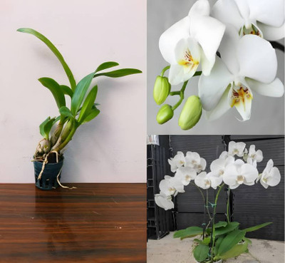 the green dotcom Lily Plant(Hybrid, Pack of 1)