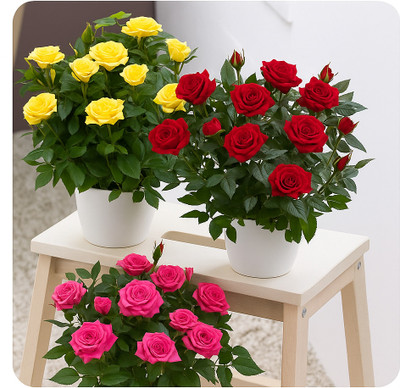 BloomShadow Rose Plant(Hybrid, Pack of 3)