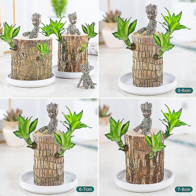 ibains Mini Brazalian wood(Hybrid, Pack of 1)