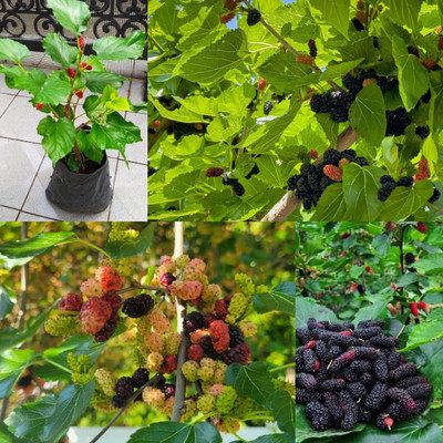 Cloud Farm Shahtoot/Mulberry Plant(Hybrid, Pack of 1)