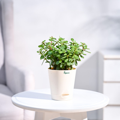 UGAOO Jade Plant(Hybrid, Pack of 1)