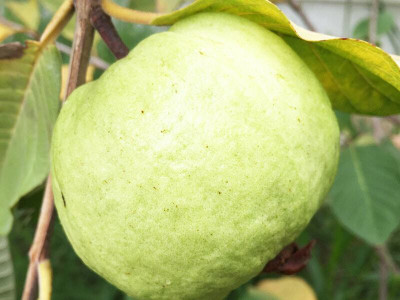 Vegilaso Guava Plant(Hybrid, Pack of 1)
