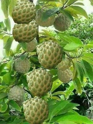 EarthAngel Custard Apple Plant(Hybrid, Pack of 1)