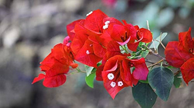 KS TRADERS Baugainvillea Plant(Hybrid, Pack of 1)