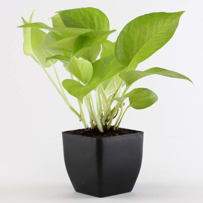rimi Money Plant(Hybrid, Pack of 1)