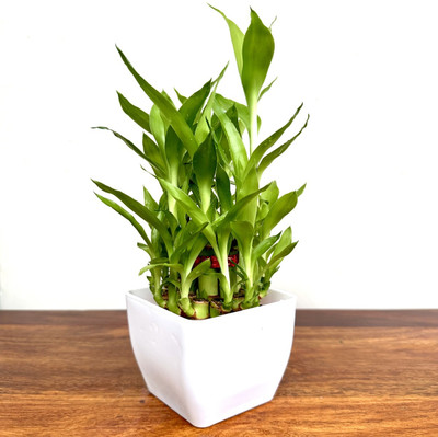 Gabbro Two Layer Bamboo Plant(Hybrid, Pack of 1)