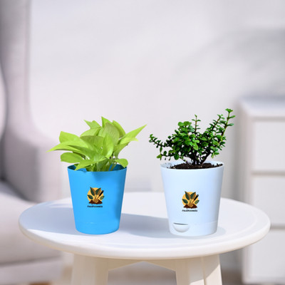 Paudhaawala ZZ Plant(Hybrid, Pack of 1)